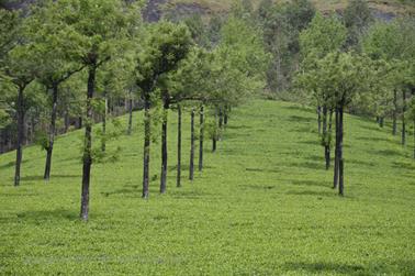 Munnar, Tea Plantations_DSC5850_H600